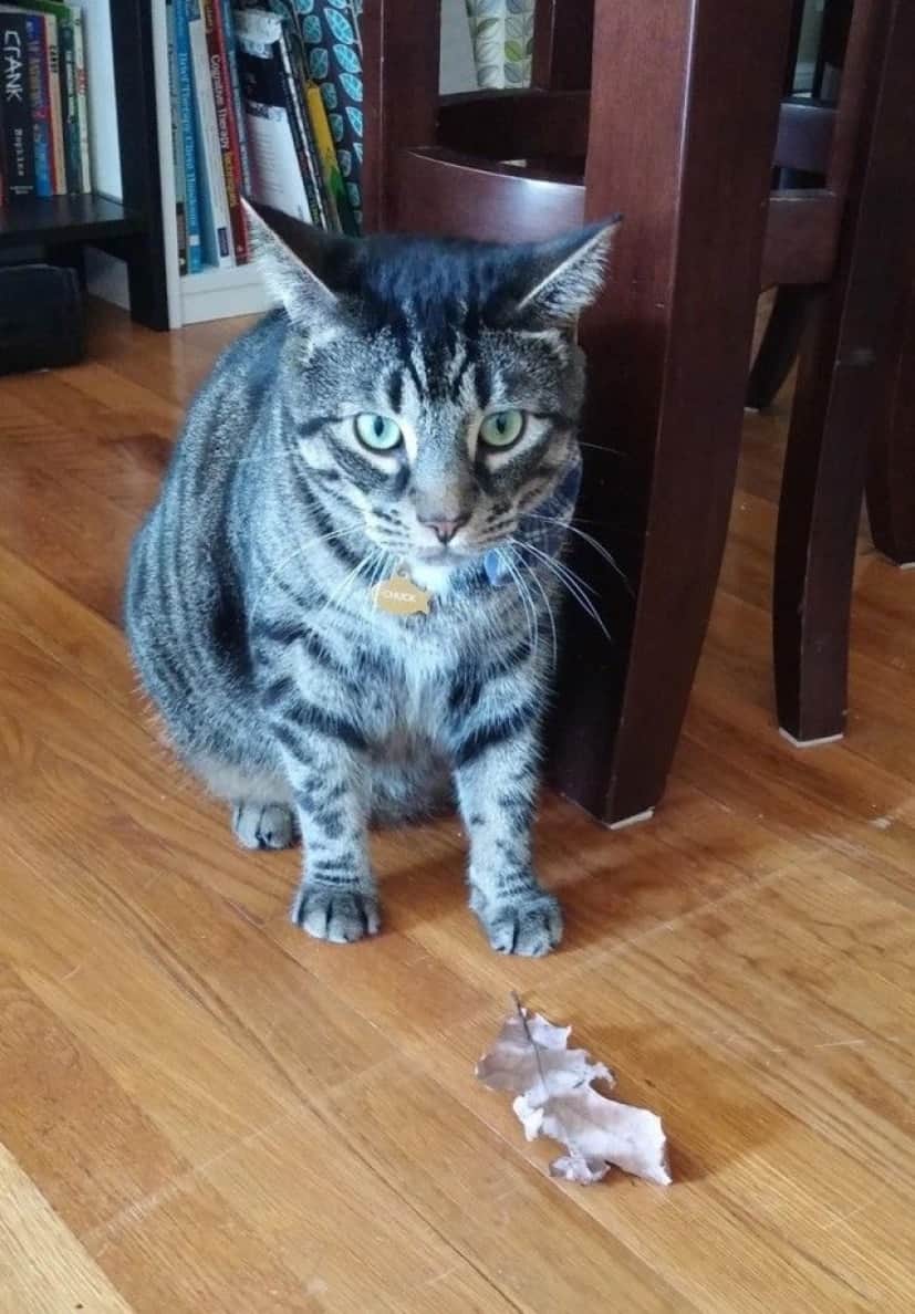 catcatcat9_e