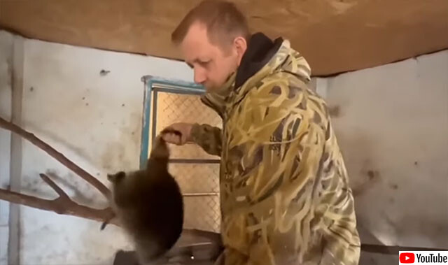 ウクライナの動物園からアライグマとラマを奪い取るロシア兵の姿が目撃される