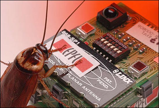 robo-cockroach