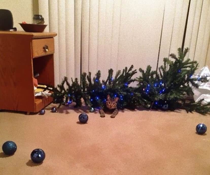 XX-animals-destroying-Christmas-2__605_e