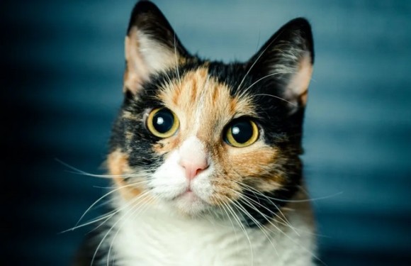 cat2_e