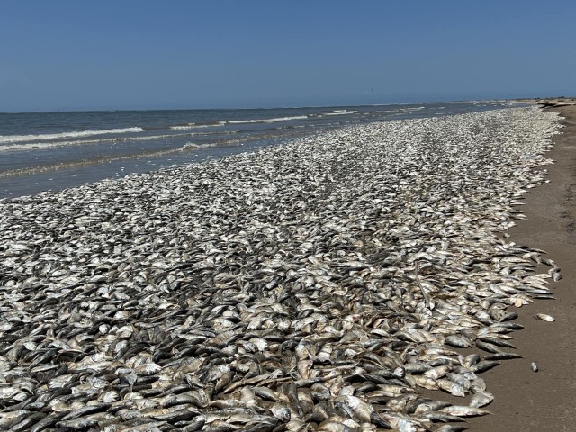 アメリカの海岸で魚が超大量死、水中の酸素量の低下による酸欠が原因