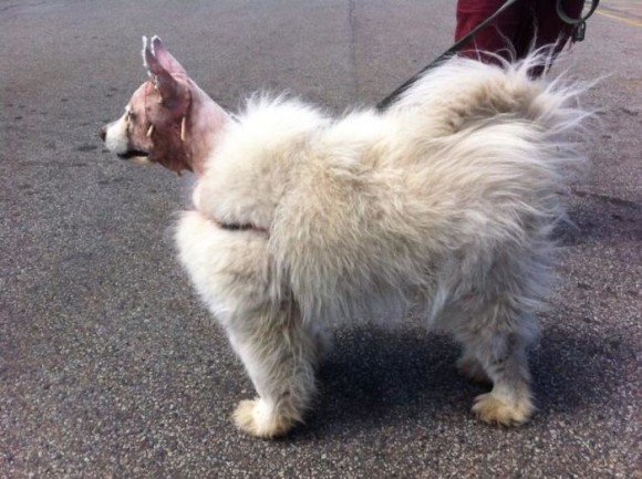 真っ白ふわふわ サモエド犬の魅力にズームイン カラパイア 真っ白ふわふわ サモエド犬の魅力にズームイン カラパイア