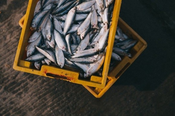 喉に詰まった魚、摘出後も生きていた