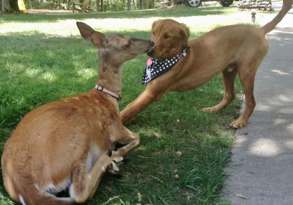 孤児となった鹿が家族に救われ、飼い犬と11年に及ぶ特別な友情を築く関係に