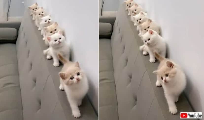 cutecatsshort3_640