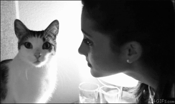うわやめろなにをする キスを拒む猫たちの画像特集 カラパイア うわやめろなにをする キスを拒む猫たちの画像特集 カラパイア