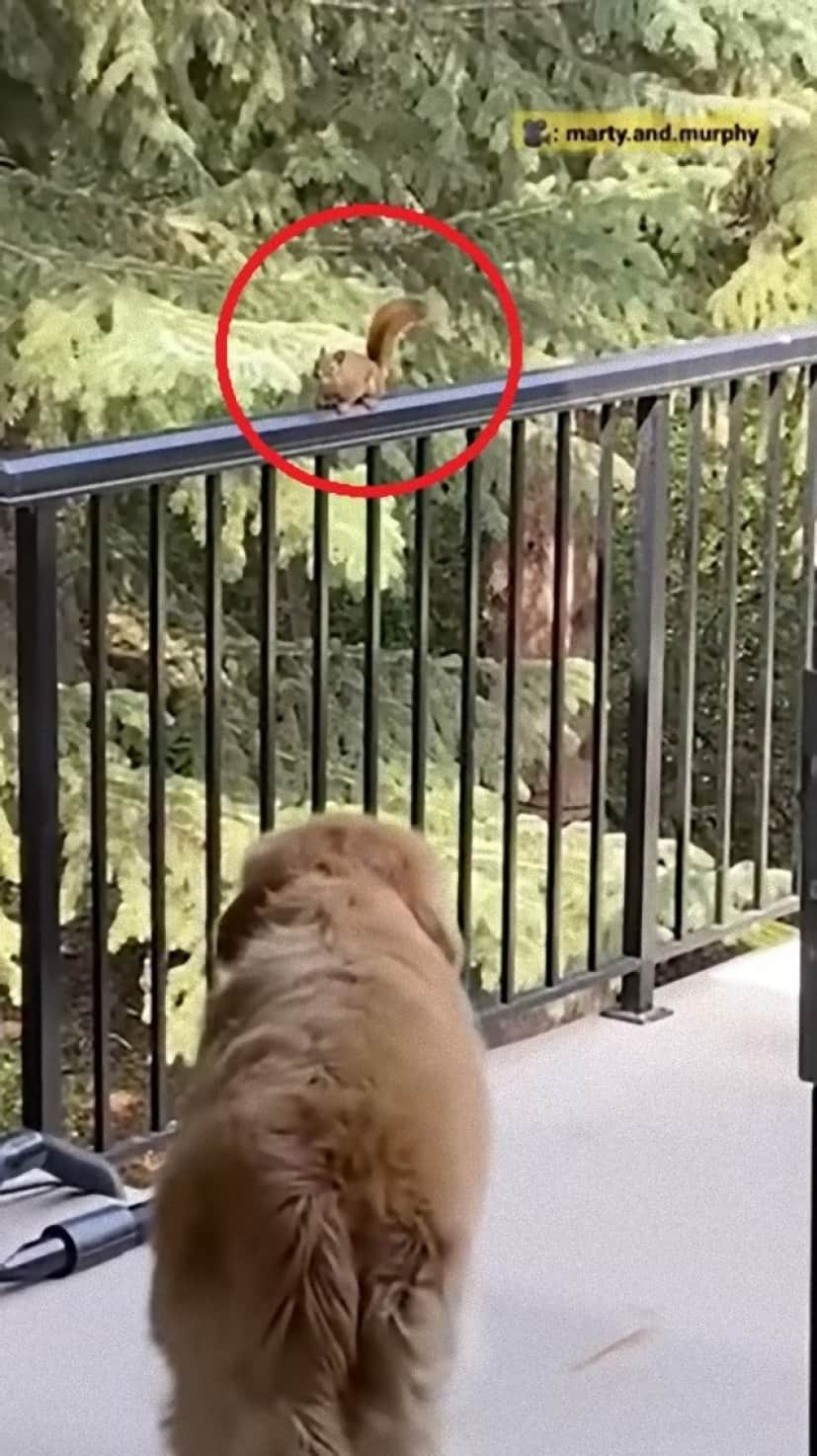 golden and chippy5_e