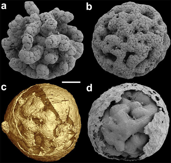 動物？非動物？判別不明の6億900万年前の多細胞生物「Caveasphaera」は生命の鍵を握るヒントとなるか？