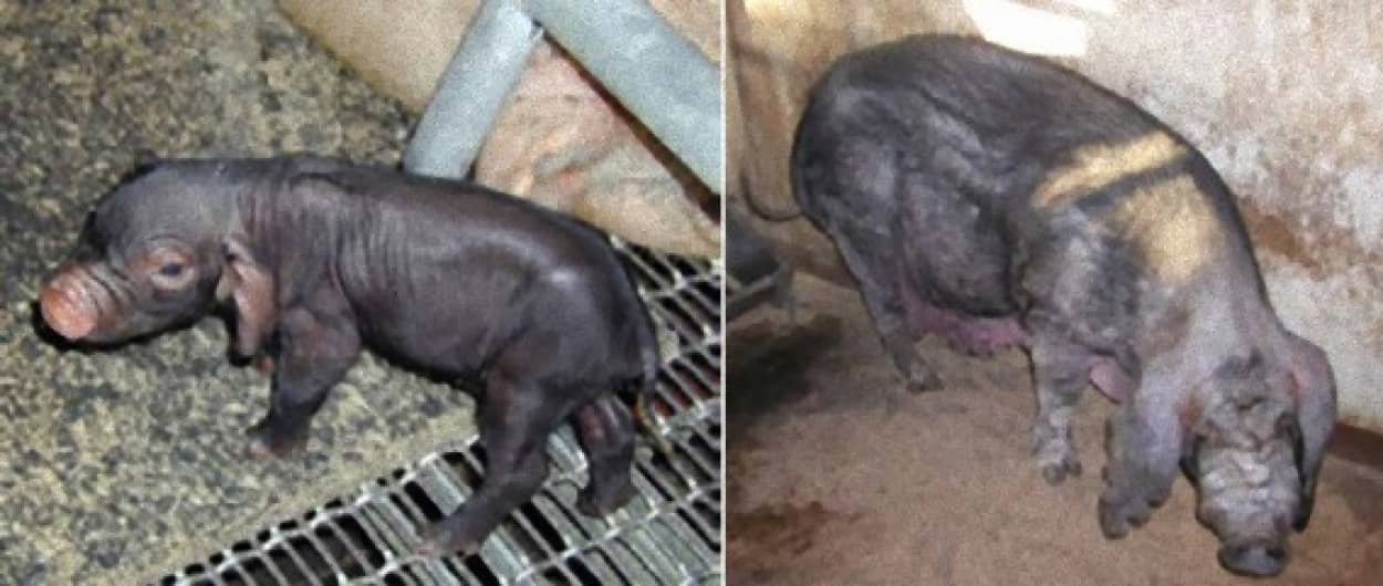 細胞クローン技術により誕生した動物が必ずしも早く死ぬわけではない 日本研究 カラパイア