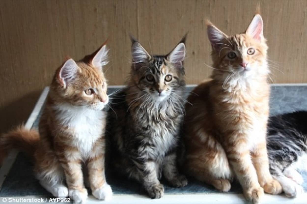 うちの猫はどれかにゃ 猫の性格は5つのタイプに分類できる 英研究 カラパイア