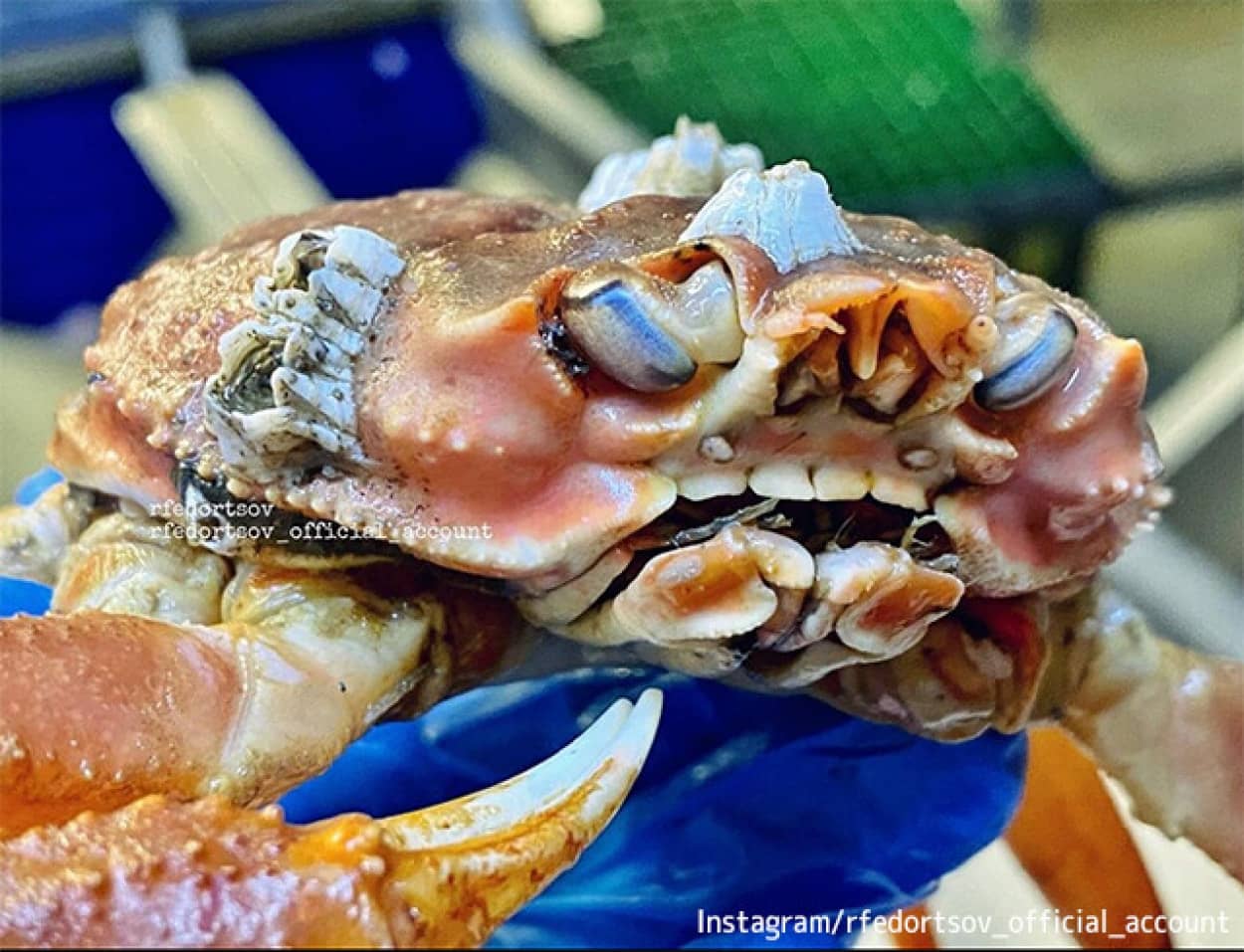 ハサミだけじゃなく歯もあるだと 人間そっくりの歯を持ったカニが発見される カラパイア