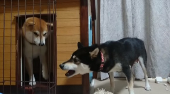 寝ている子犬たちにウザくしておかんに怒られるトホホな父親犬 カラパイア 寝ている子犬たちにウザくしておかんに怒られるトホホな父親犬 カラパイア