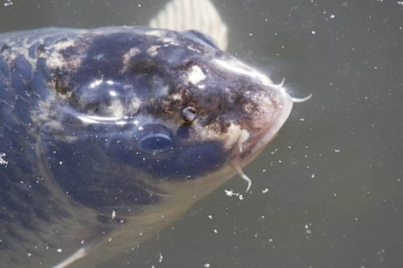 carp-3406992_640_e