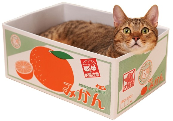 ふむふむ話は聞かせてもらった 猫を飼っているとな ではこのダンボールグッズとかどうだろう カラパイア