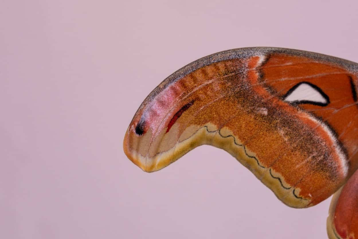 アメリカで発見された世界最大級の蛾
