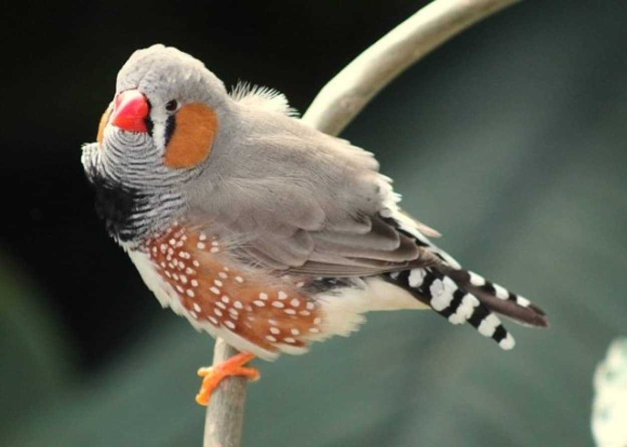 鳥の脳に記憶を植え付けて新しい歌を覚えさせることに成功 人間への応用にも期待 米研究 カラパイア
