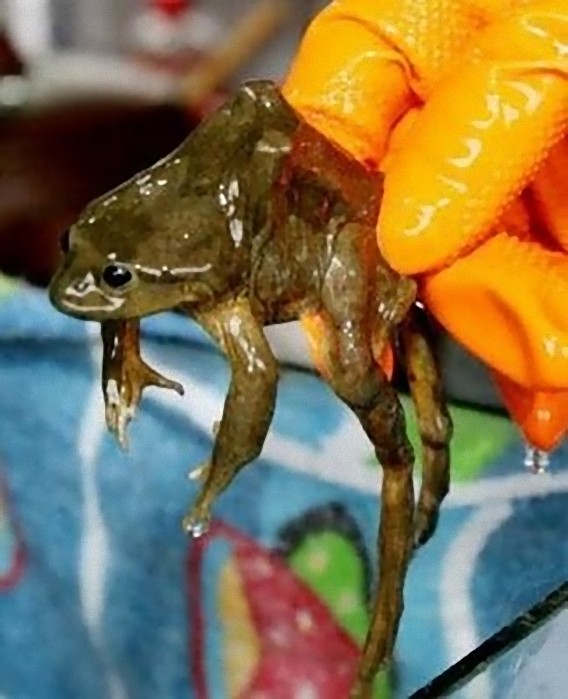 frog_juice_003_e
