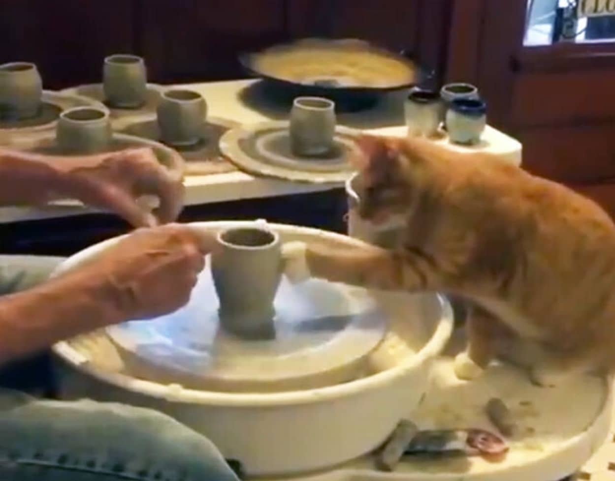 猫と陶芸家の共同作業