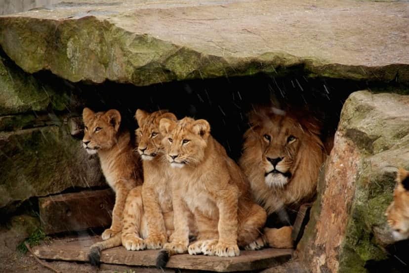 lion-babies-gc88a619a7_640