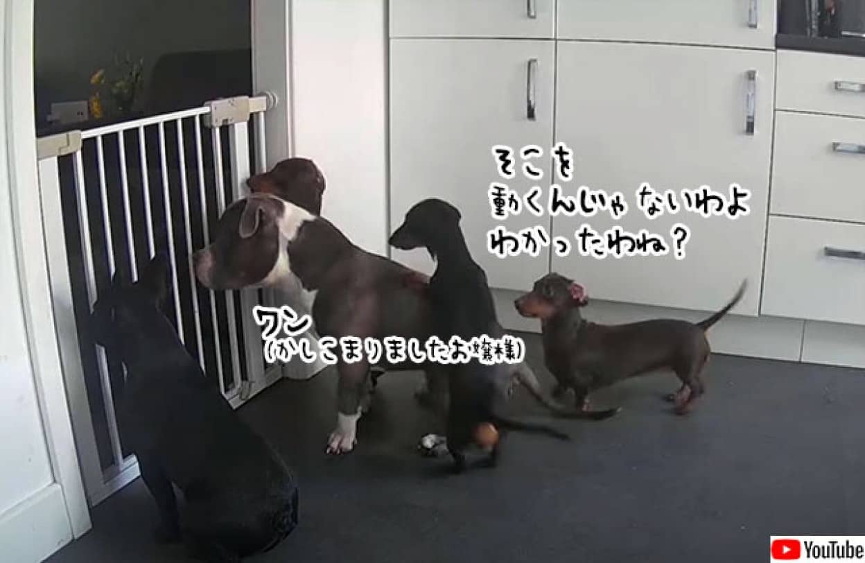 ¥À¥Ã¥¯¥¹¥Õ¥ó¥È¤Îæ½ÐÂçºîÀï