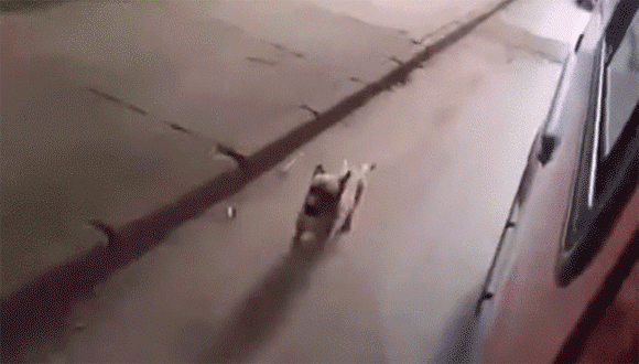 救急車で運ばれるホームレスの主人を必死で追いかける犬 やっと気が付いてもらい救急車でともに病院へ ブラジル カラパイア 救急車で運ばれるホームレスの主人を必死で追いかける犬 やっと気が付いてもらい救急車でともに病院へ ブラジル カラパイア