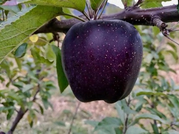 リンゴなのに真っ黒 幻の黒いリンゴ ブラック ダイヤモンド は本当に存在するのか チベット カラパイア