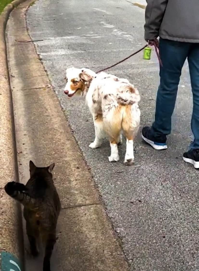 dog1_e