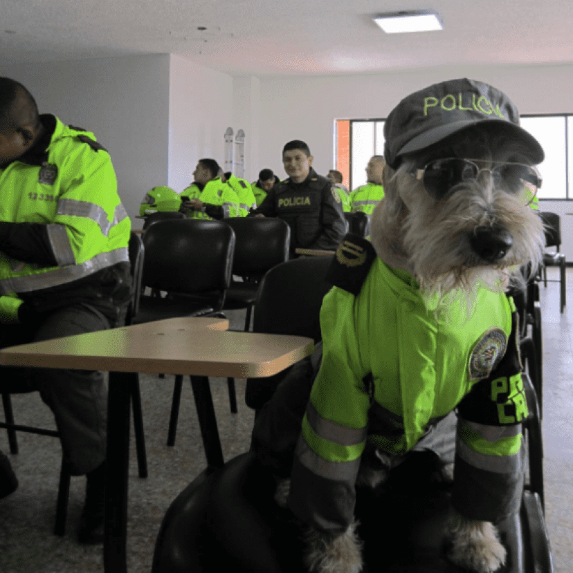 police5_e