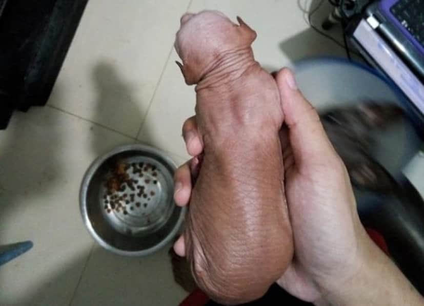 dog5_e