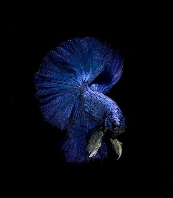 魅惑の淡水魚 ベタや金魚たちの流れるような美しさを引き出した写真 カラパイア