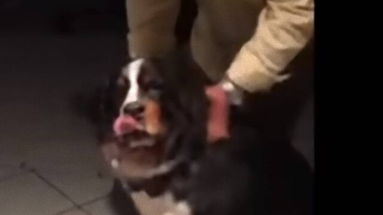 大型犬のビッグラブ バーニーズマウンテンドッグ おばあちゃんと会えて大喜び カラパイア