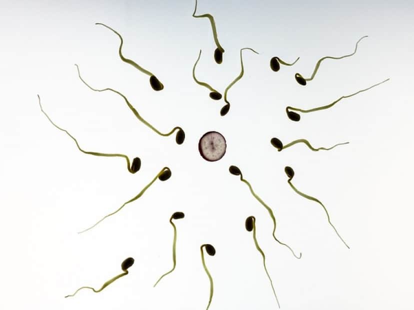 sperm-gf5a1bd16b_640