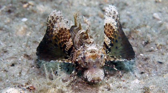 海底を細い6本脚でトコトコ歩く ホウボウの姿がサイボーグチック カラパイア