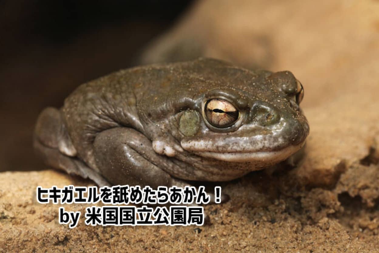 「ヒキガエルを舐めるな！」公園局が注意喚起