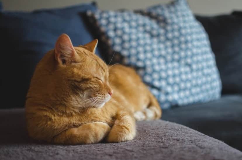 今夜も一緒に眠らニャイか 猫が飼い主とベッドに入るのが大好きな3つの理由 カラパイア 今夜も一緒に眠らニャイか 猫が飼い主とベッドに入るのが大好きな3つの理由 カラパイア