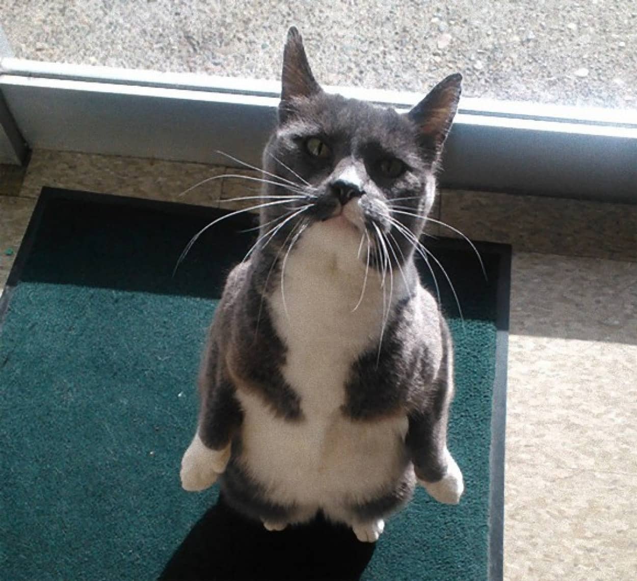 猫の超進化系 二足立ちが様になっている猫たちの画像特集 動画 カラパイア 猫の超進化系 二足立ちが様になっている猫たちの画像特集 動画 カラパイア