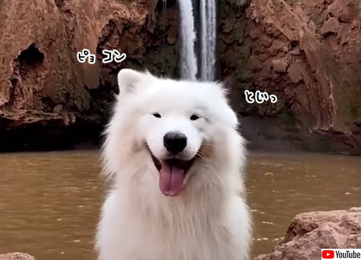耳を交互に動かすことができるサモエド犬