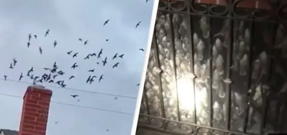 またしてもリアル・ヒッチコック！千羽もの渡り鳥が民家の煙突に一斉に急降下（アメリカ）