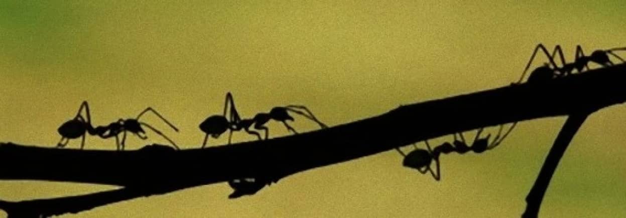 働くアリだけのグループにしても働かない個体が現れることが証明される 北大研究 カラパイア 働くアリだけのグループにしても働かない個体が現れることが証明される 北大研究 カラパイア