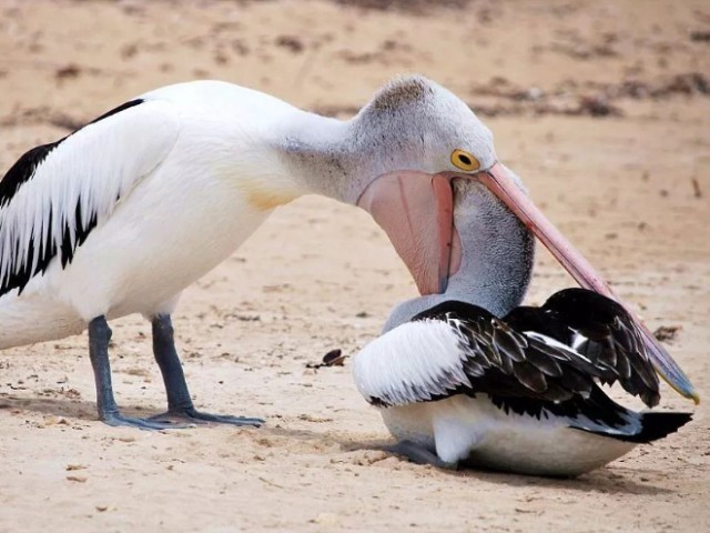 やめてさしあげなさい。他の動物を食べようとするペリカンの居る風景