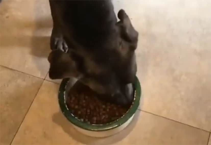 違うこれじゃない だってこれ犬の食べ物じゃん 犬がドックフードを食べない理由 でもこうすれば食べる カラパイア