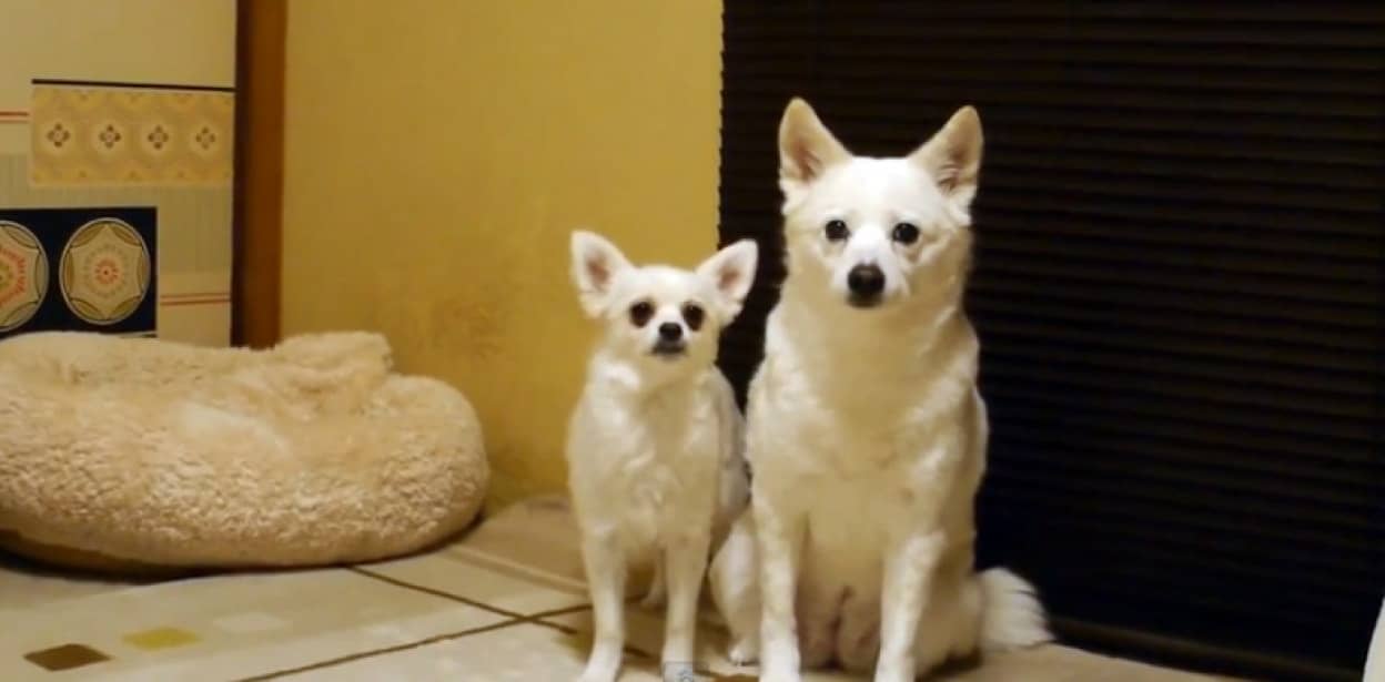うざすぎる犬にうざくされる犬の辛抱強さよ カラパイア うざすぎる犬にうざくされる犬の辛抱強さよ カラパイア