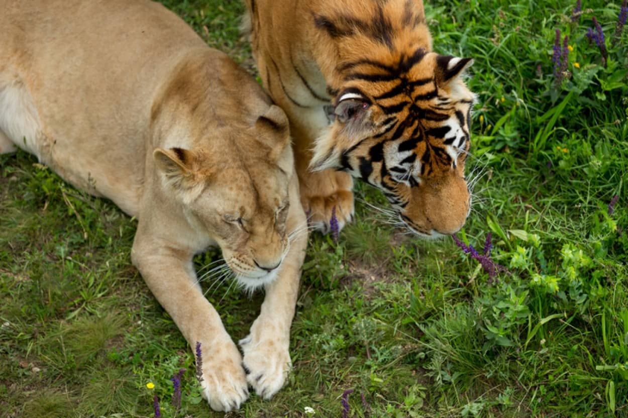 アメリカの動物園で動物たちのコロナワクチン接種がはじまる