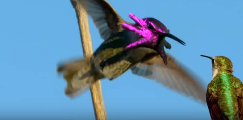 なんという豹変っぷり あのかわいいハチドリがクトゥルフ的なものに変身する瞬間 カラパイア