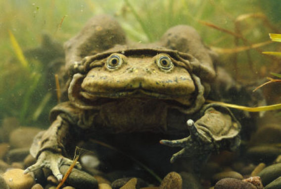 チチカカ湖に生息するヒダヒダの巨大ガエル チチカカミズガエル カラパイア