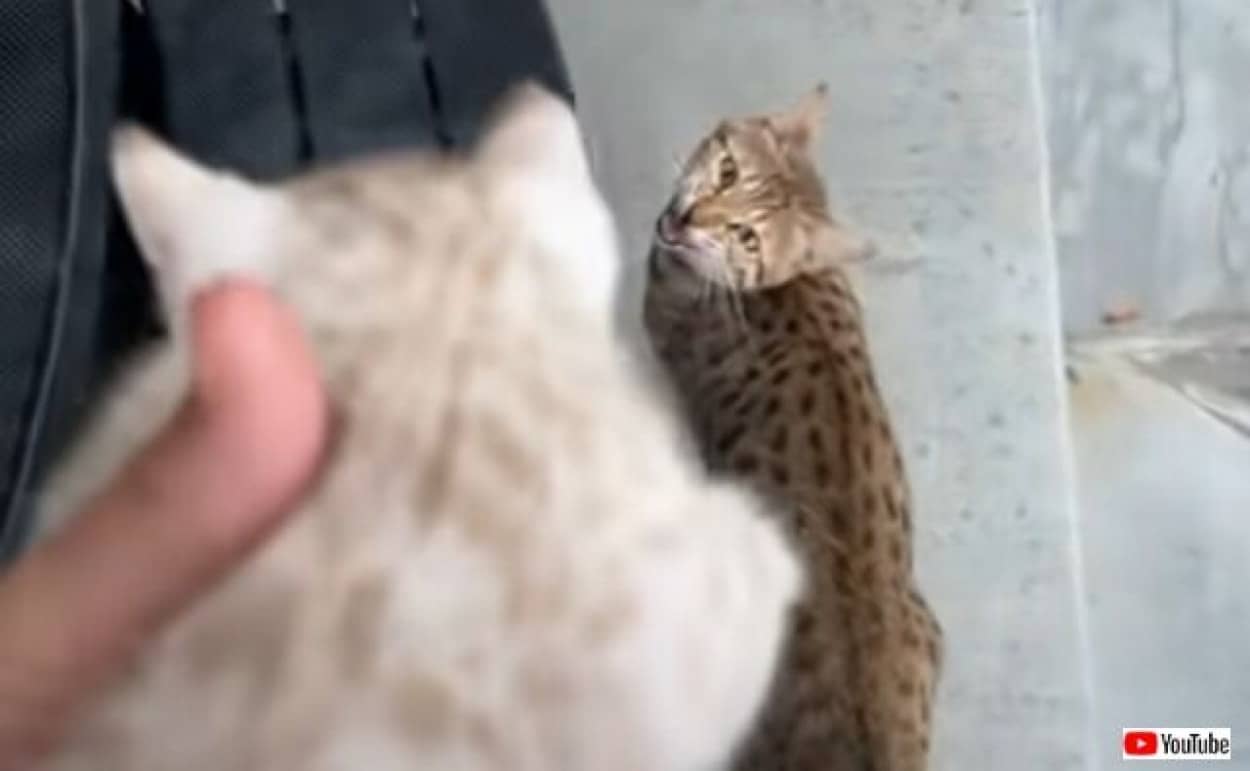 ママ ママ と呼ぶ子猫の鳴き声に 通りの向こうから全力疾走で戻ってきた母猫 カラパイア