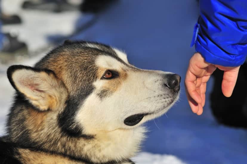 麻薬探知犬の嗅覚で感染者を選別