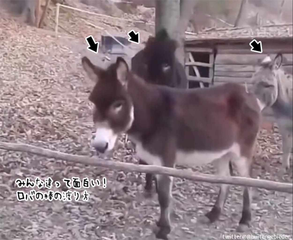 ロバによって全然違う棒の渡り方