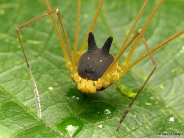 ちっこい黒ウサギが巨大メカに乗っかってる感を醸し出しているこの生物の正体は 節足動物注意 カラパイア